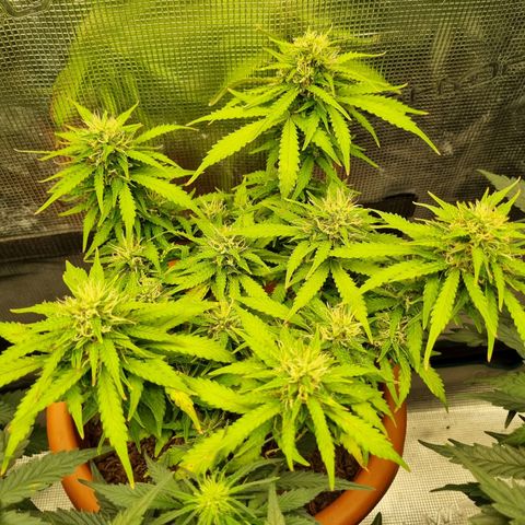 Patricia's Bitch Ass growlog timeline photo