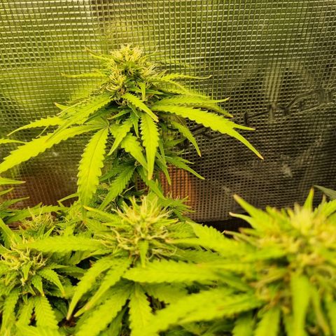 Patricia's Bitch Ass growlog timeline photo