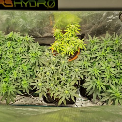 Patricia's Bitch Ass growlog timeline photo