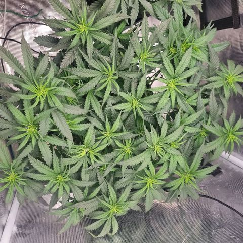 It's Brittney Biscotti Bitch growlog photo: Before and after the (hopefully last) big defoliation, hoping to send her and Brucie into flower next week. 