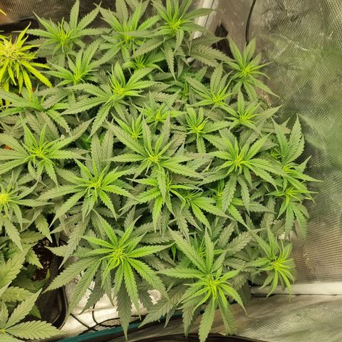 It's Brittney Biscotti Bitch growlog photo: Before and after the (hopefully last) big defoliation, hoping to send her and Brucie into flower next week. 