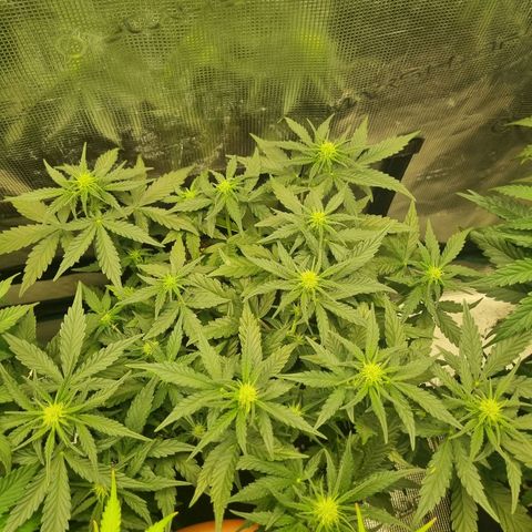 The Satino Prøject growlog timeline photo