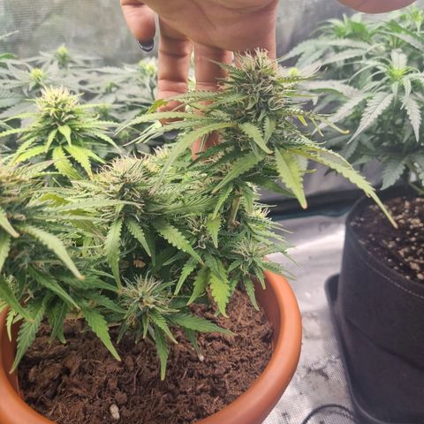 Patricia's Bitch Ass growlog timeline photo