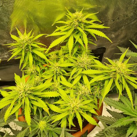 Patricia's Bitch Ass growlog timeline photo