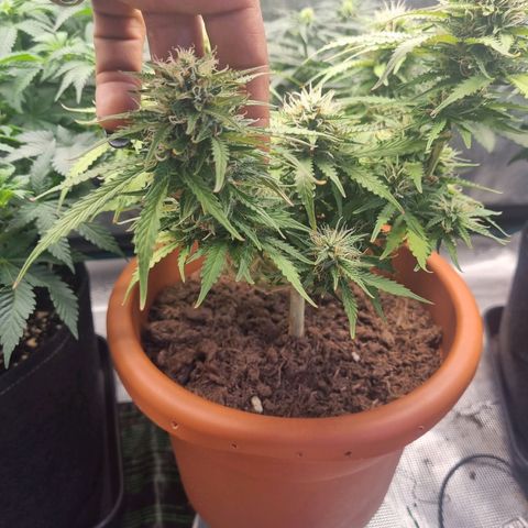 Patricia's Bitch Ass growlog timeline photo