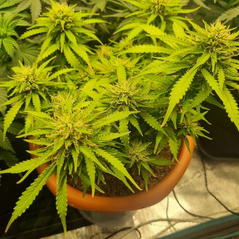 Patricia's Bitch Ass growlog timeline photo