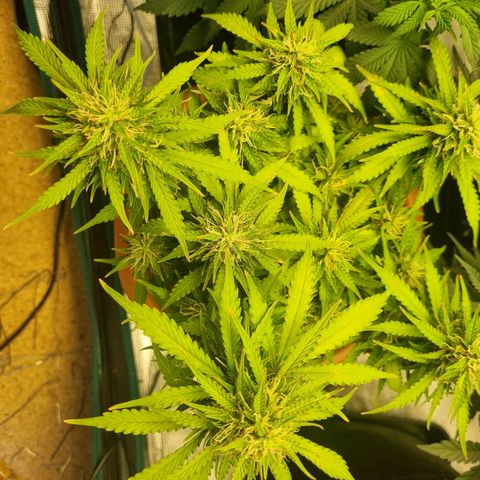 Patricia's Bitch Ass growlog timeline photo