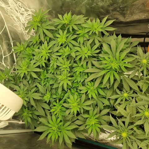 Her name's Bruciepoo growlog photo: Her before and after the (hopefully last) big defoliation. Hoping to send her and Brittney into flower next week. 