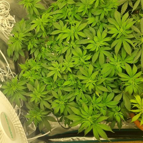 Her name's Bruciepoo growlog photo: Her before and after the (hopefully last) big defoliation. Hoping to send her and Brittney into flower next week. 