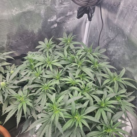 It's Brittney Biscotti Bitch growlog timeline photo