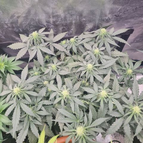 The Satino Prøject growlog timeline photo