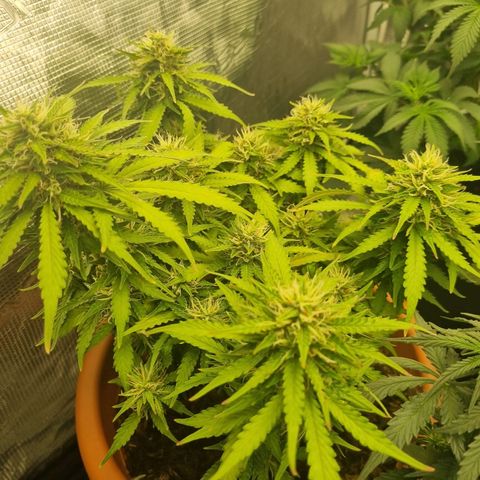 Patricia's Bitch Ass growlog timeline photo