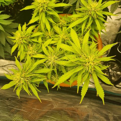 Patricia's Bitch Ass growlog timeline photo