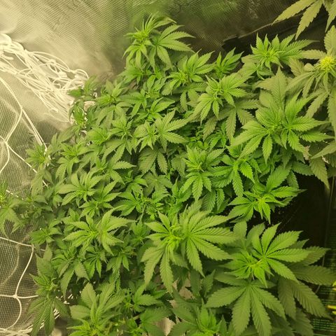 Her name's Bruciepoo growlog timeline photo
