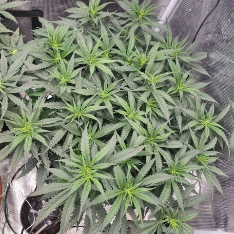 It's Brittney Biscotti Bitch growlog timeline photo