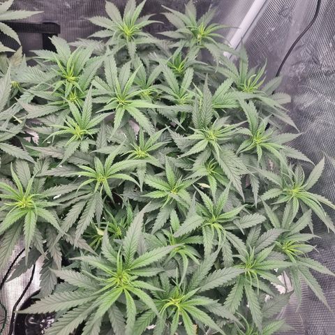 It's Brittney Biscotti Bitch growlog timeline photo