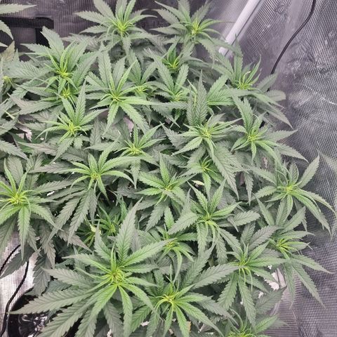 It's Brittney Biscotti Bitch growlog timeline photo