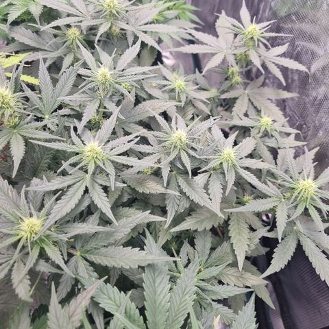 The Satino Prøject growlog timeline photo