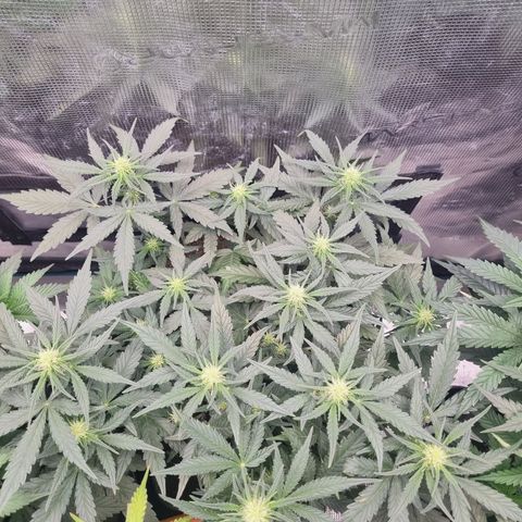The Satino Prøject growlog timeline photo