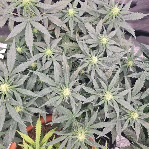 The Satino Prøject growlog timeline photo