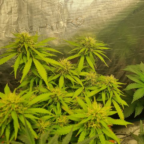 Patricia's Bitch Ass growlog timeline photo