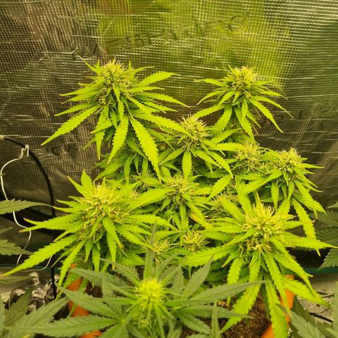 Patricia's Bitch Ass growlog timeline photo