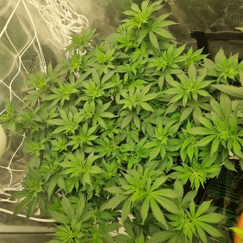 Her name's Bruciepoo growlog timeline photo