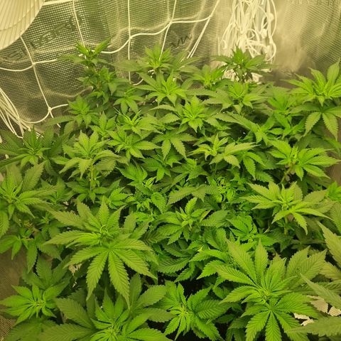 Her name's Bruciepoo growlog timeline photo