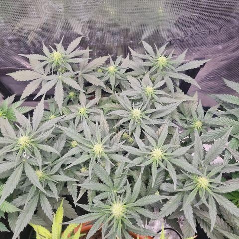 The Satino Prøject growlog timeline photo