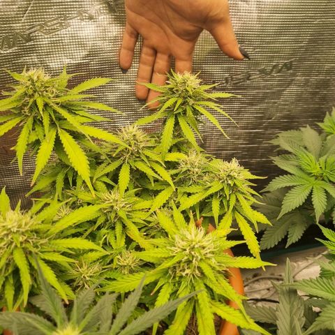 Patricia's Bitch Ass growlog timeline photo