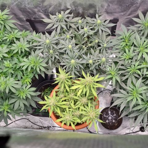 Patricia's Bitch Ass growlog timeline photo
