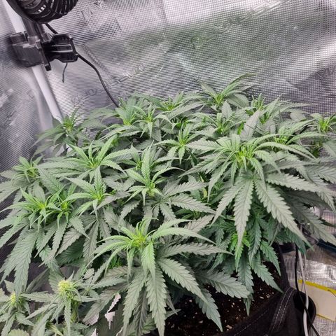 It's Brittney Biscotti Bitch growlog timeline photo