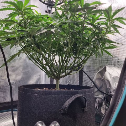It's Brittney Biscotti Bitch growlog timeline photo