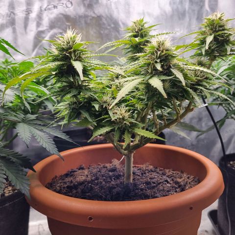 Patricia's Bitch Ass growlog timeline photo
