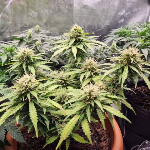 Patricia's Bitch Ass growlog timeline photo