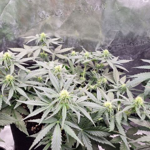 The Satino Prøject growlog timeline photo