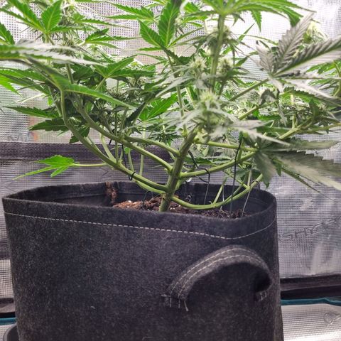 The Satino Prøject growlog timeline photo