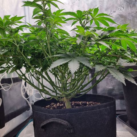 Her name's Bruciepoo growlog timeline photo