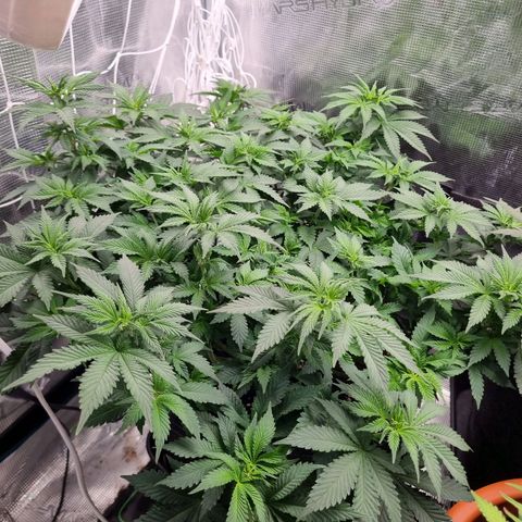 Her name's Bruciepoo growlog timeline photo