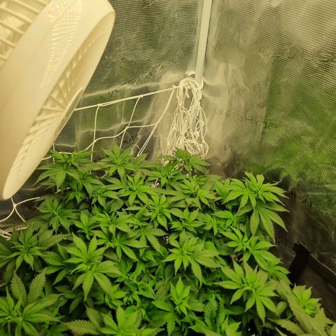 Her name's Bruciepoo growlog timeline photo
