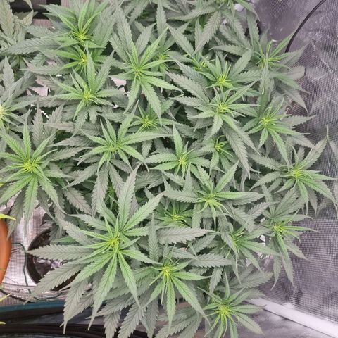 It's Brittney Biscotti Bitch growlog timeline photo