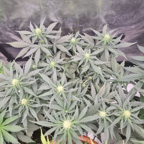 The Satino Prøject growlog timeline photo