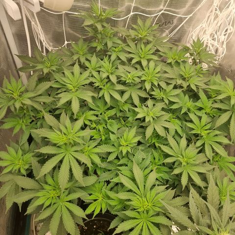 Her name's Bruciepoo growlog timeline photo