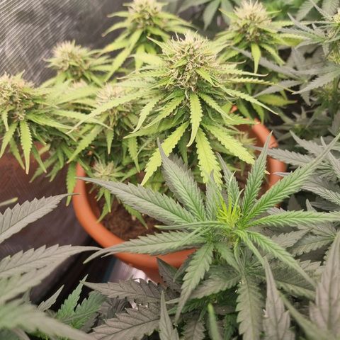 Patricia's Bitch Ass growlog timeline photo