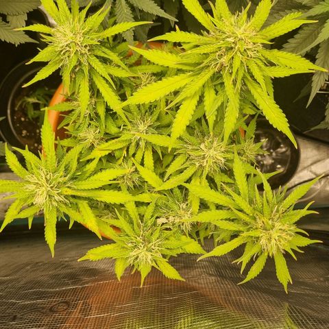Patricia's Bitch Ass growlog timeline photo