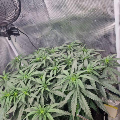 It's Brittney Biscotti Bitch growlog timeline photo