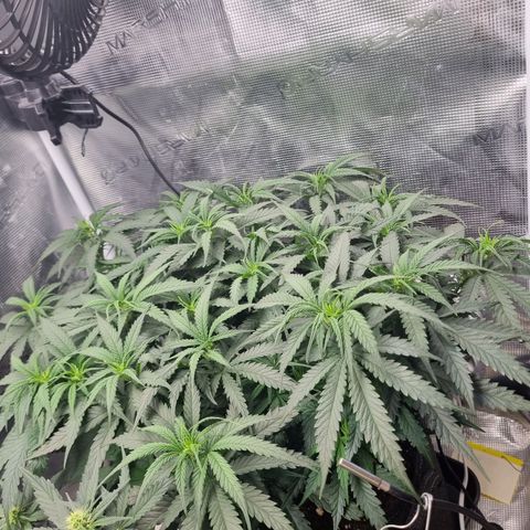 It's Brittney Biscotti Bitch growlog timeline photo