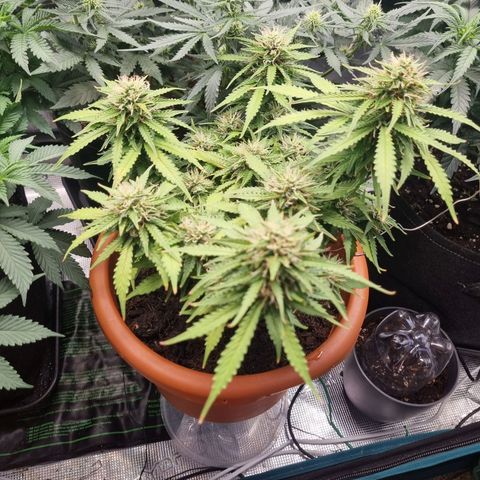 Patricia's Bitch Ass growlog timeline photo