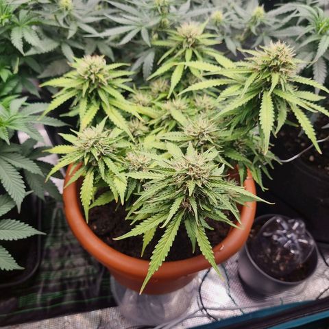 Patricia's Bitch Ass growlog timeline photo