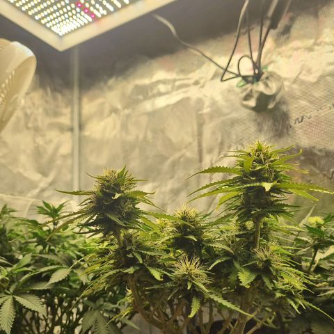 Patricia's Bitch Ass growlog timeline photo